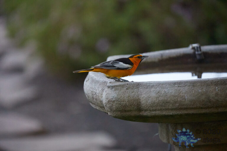 Bullock’s Oriole