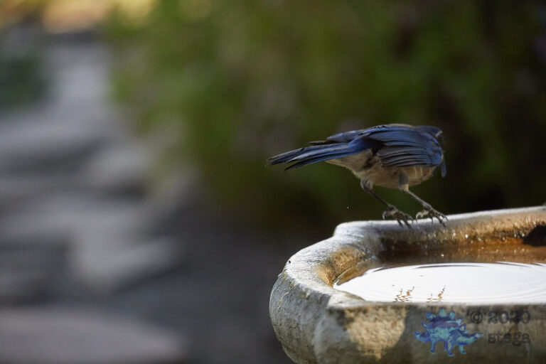 Blurry Scrub Jay Butt