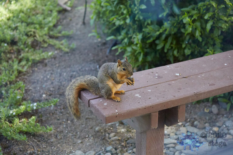 Fox Squirrel