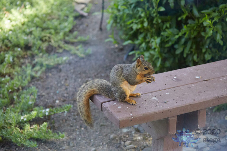 Fox Squirrel