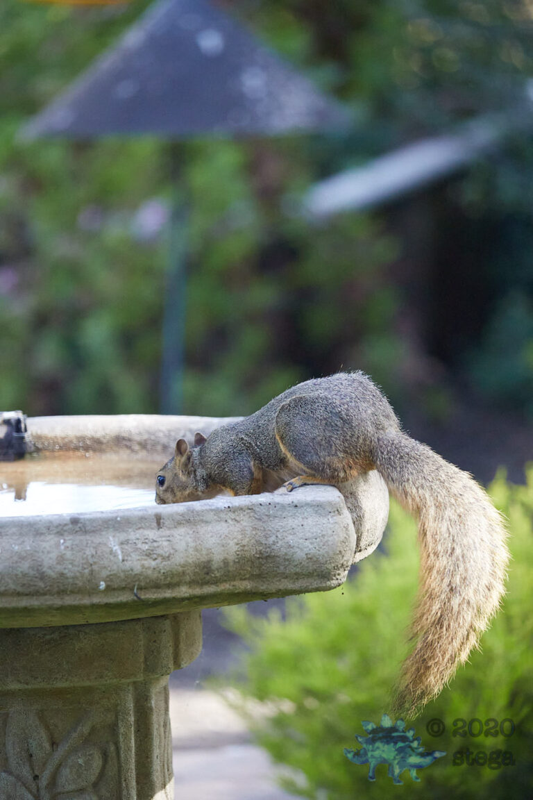 Fox Squirrel