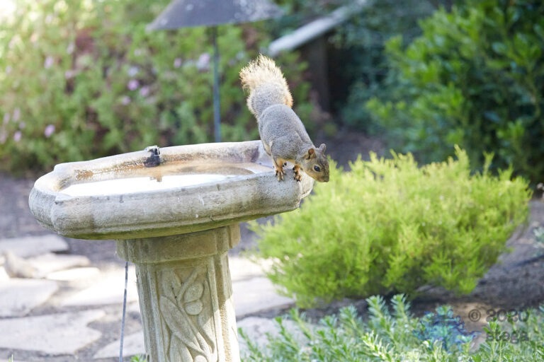Fox Squirrel