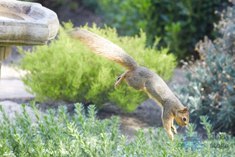 Fox Squirrel