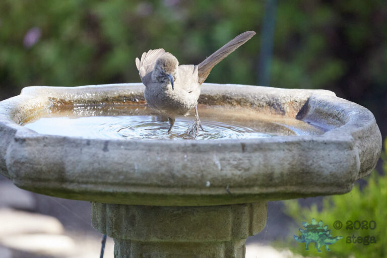 California Thrasher