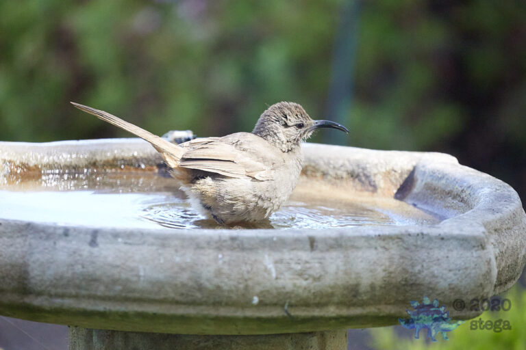 California Thrasher