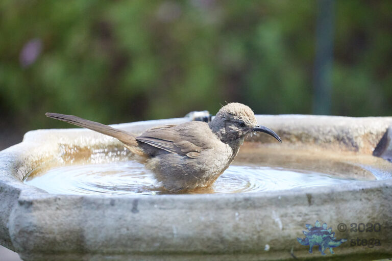 California Thrasher