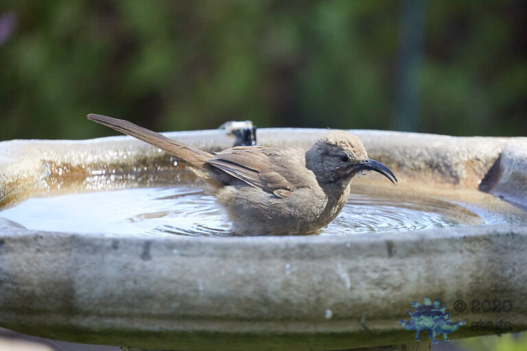 California Thrasher
