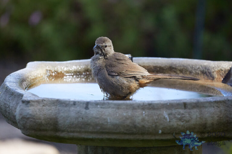 California Thrasher