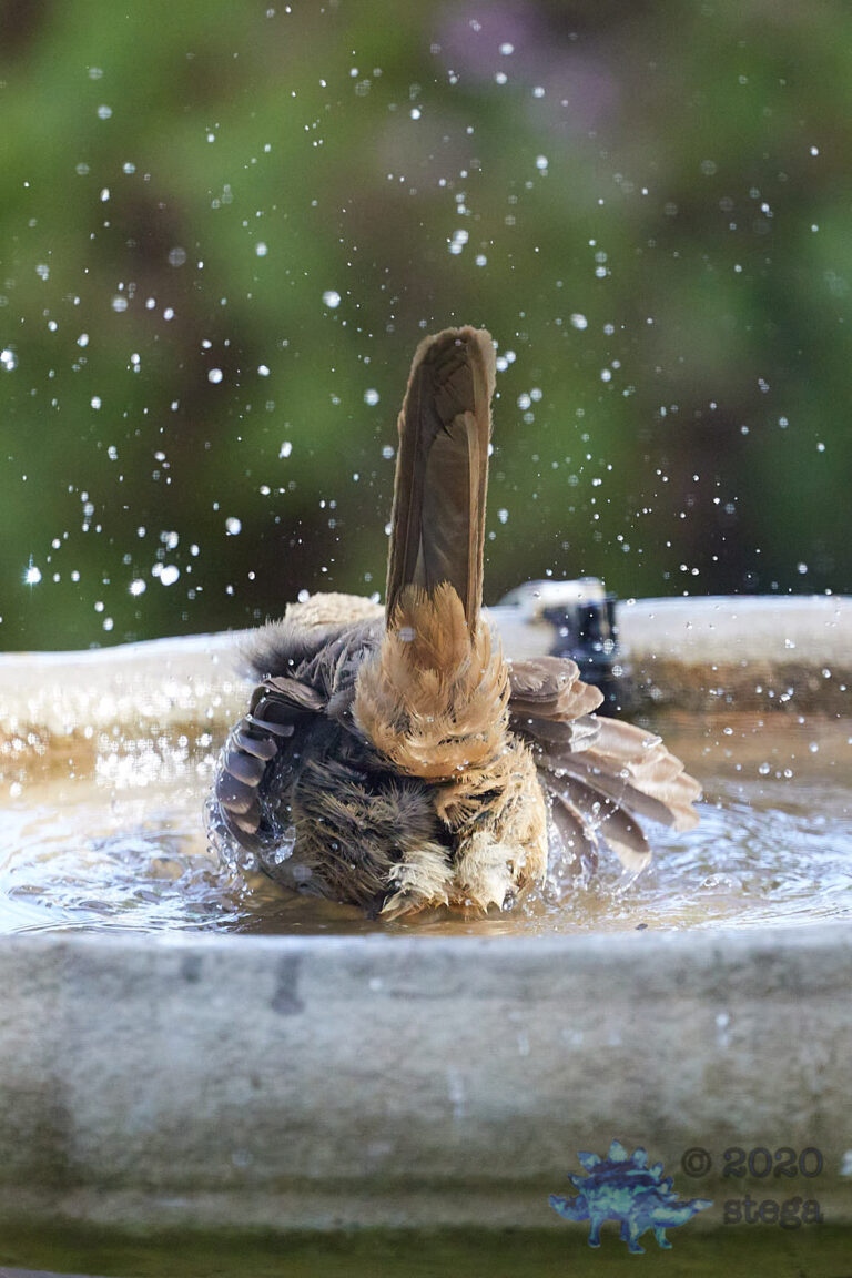 California Thrasher Butt