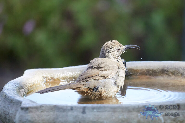 California Thrasher