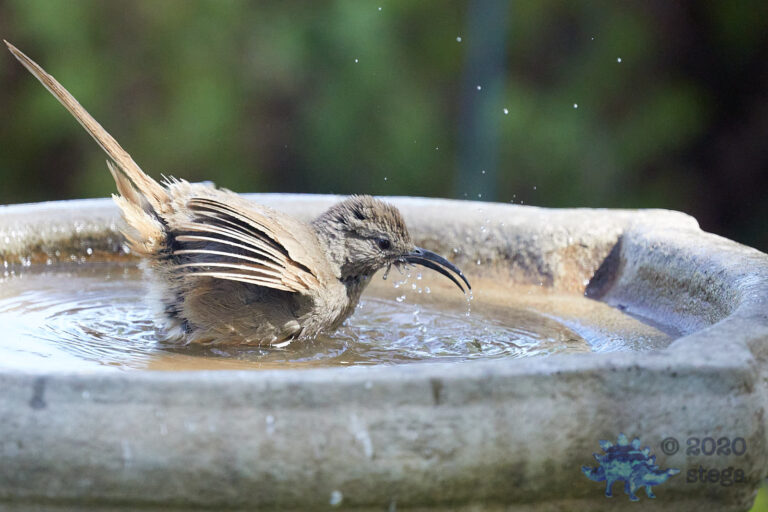 California Thrasher