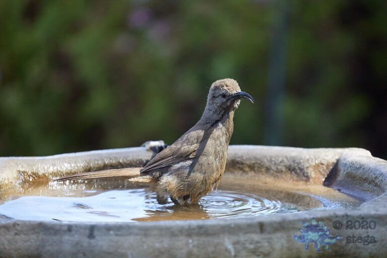 California Thrasher