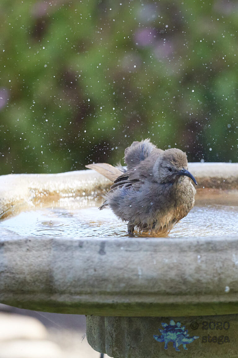 California Thrasher