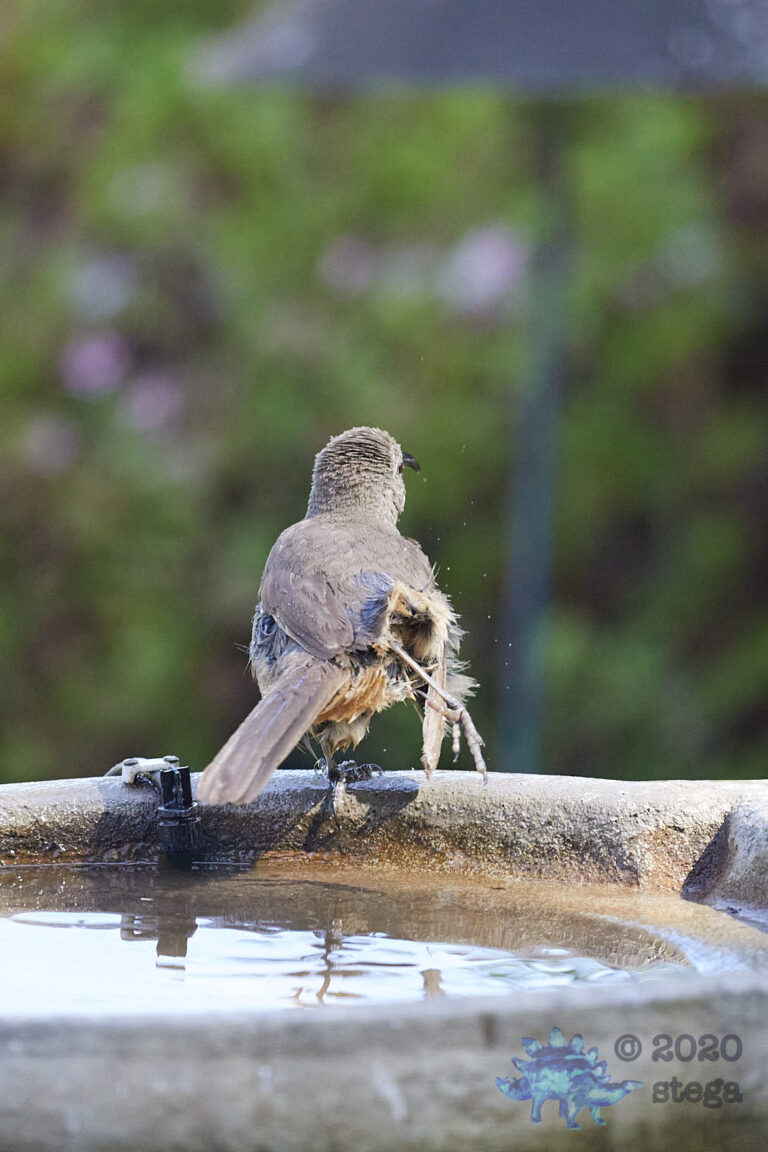 California Thrasher