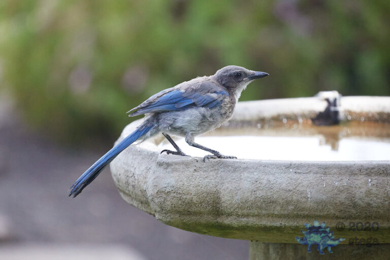 California Scrub Jay Fledgling