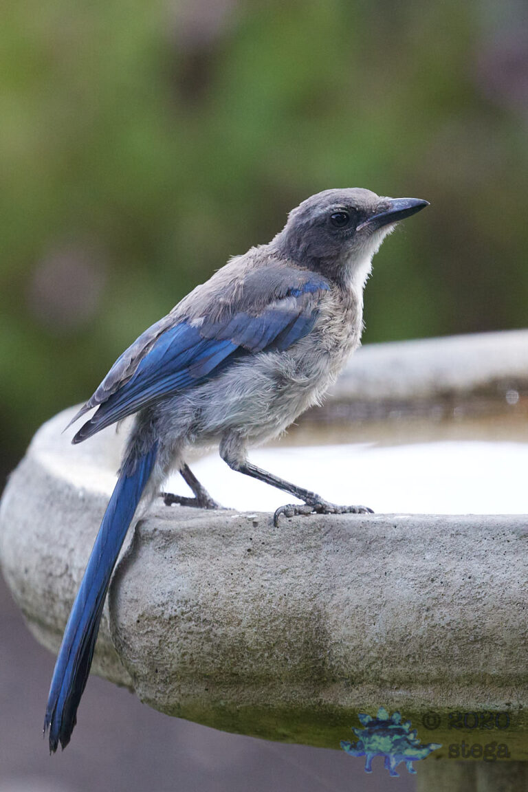 California Scrub Jay Fledgling