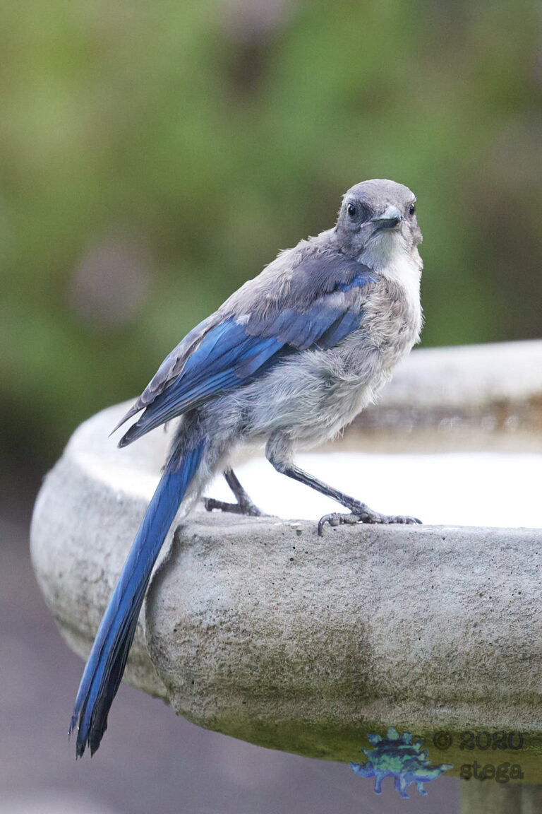 California Scrub Jay