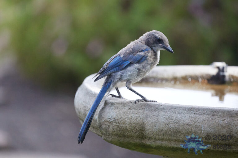 California Scrub Jay