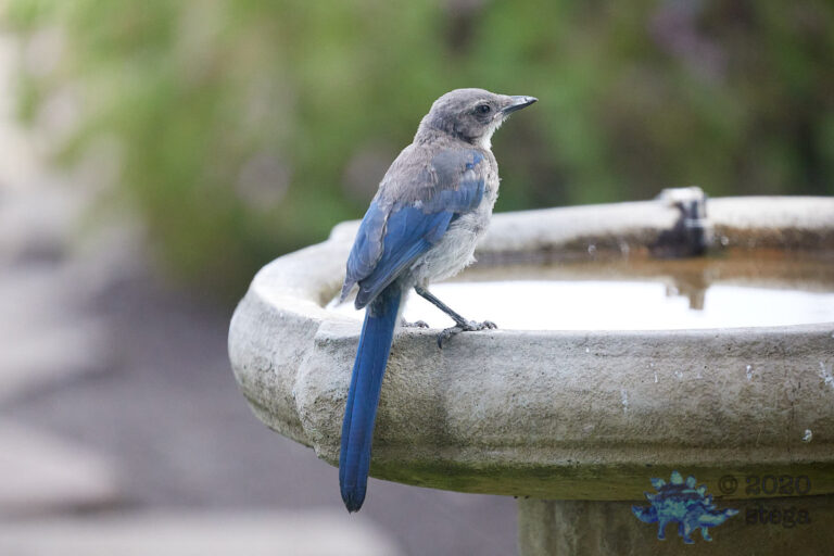 California Scrub Jay Fledgling