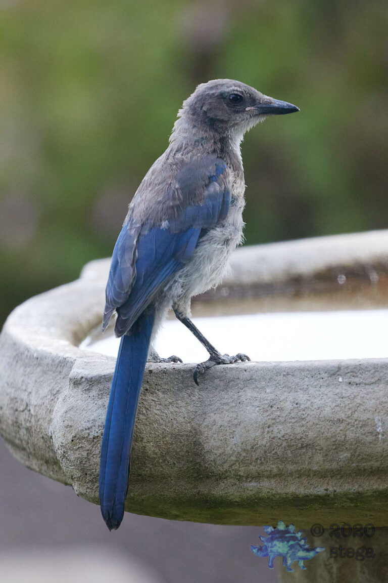 California Scrub Jay Fledgling