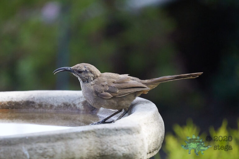 California Thrasher