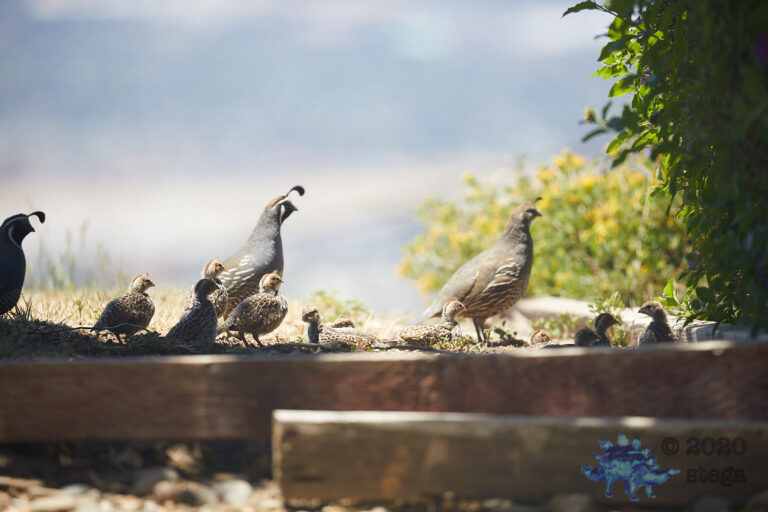 California Quail