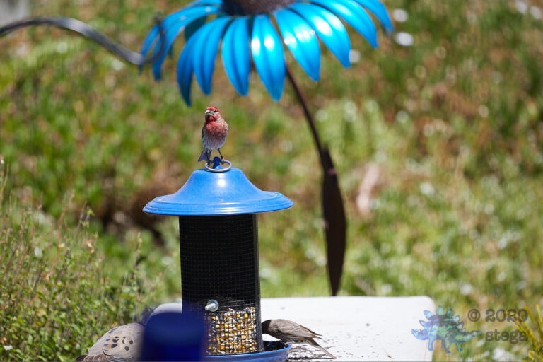 House Finch