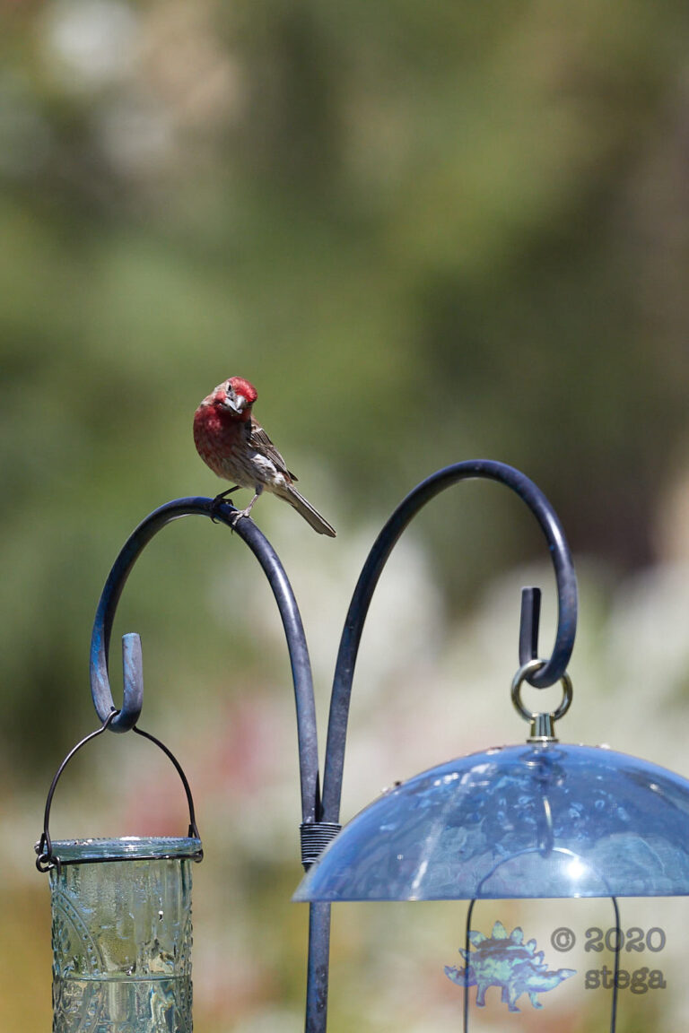House Finch