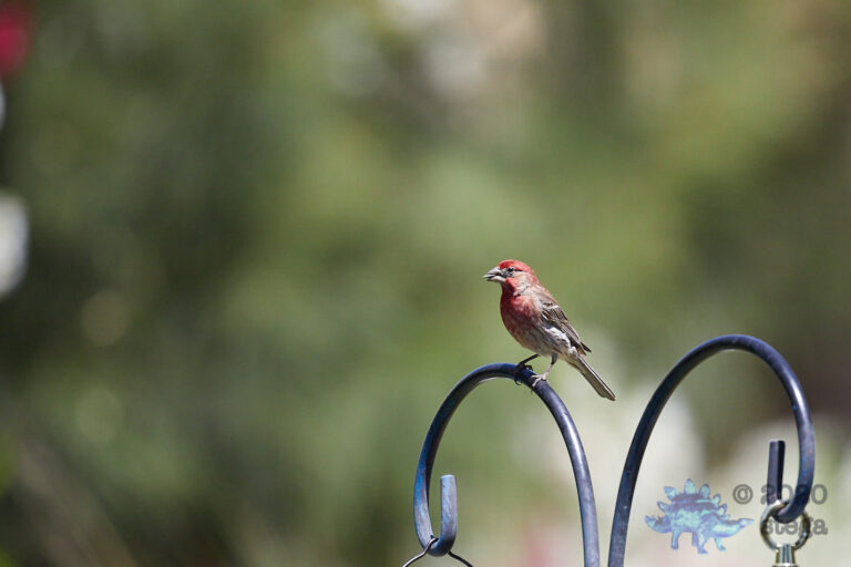 House Finch with Seed