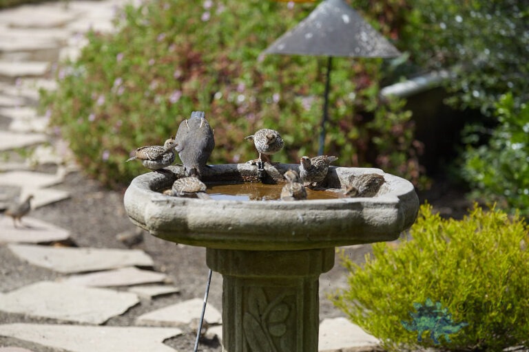 California Quail