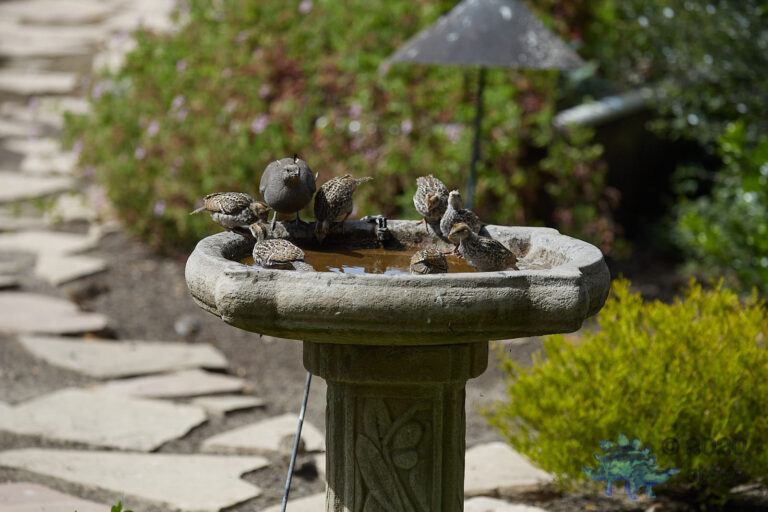 California Quail
