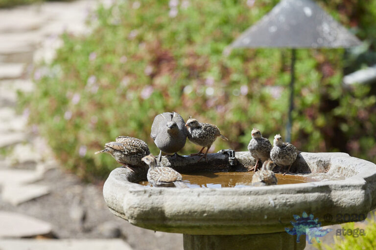 California Quail