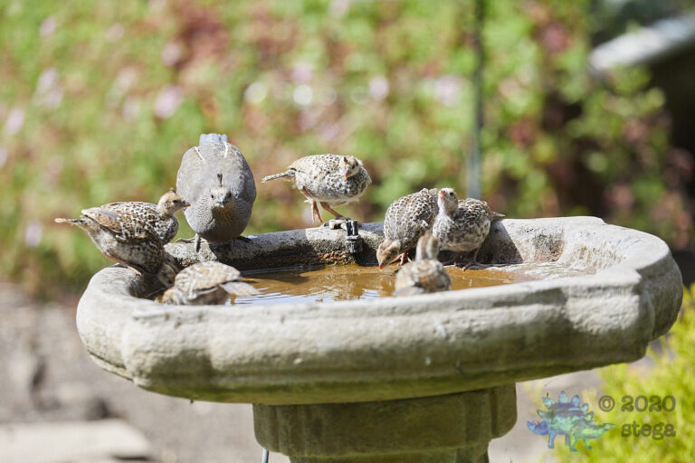 California Quail