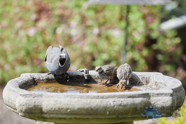 California Quail