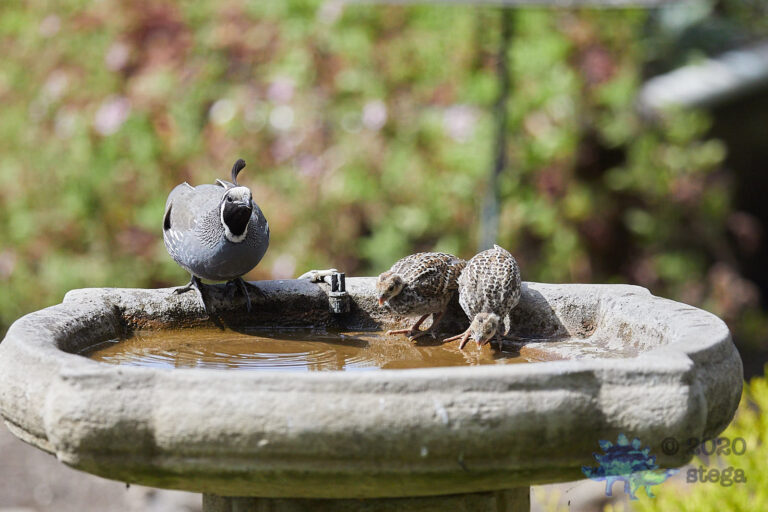 California Quail