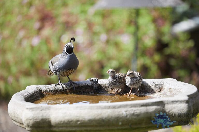 California Quail