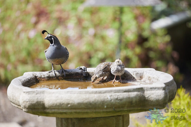 California Quail