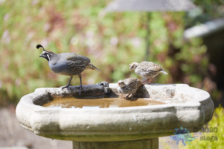 California Quail