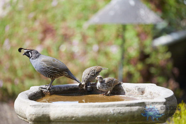 California Quail