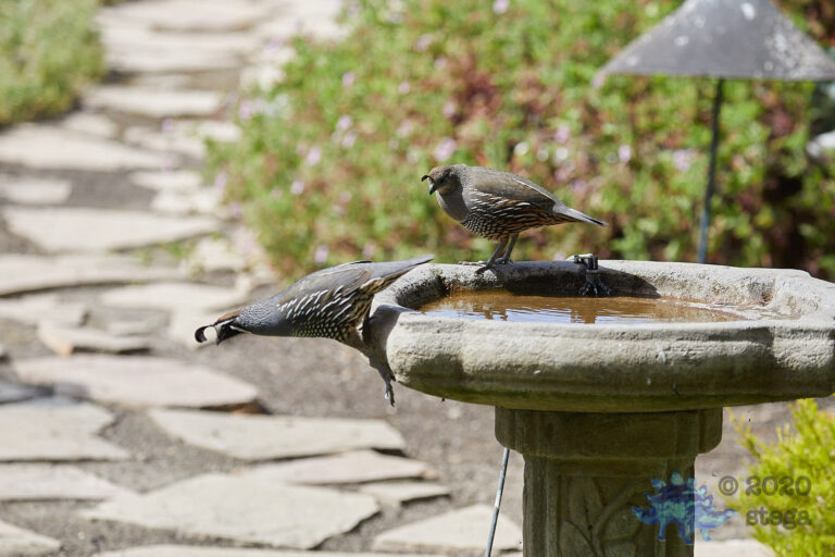 California Quail