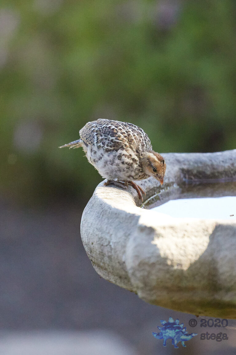 California Quail Chick