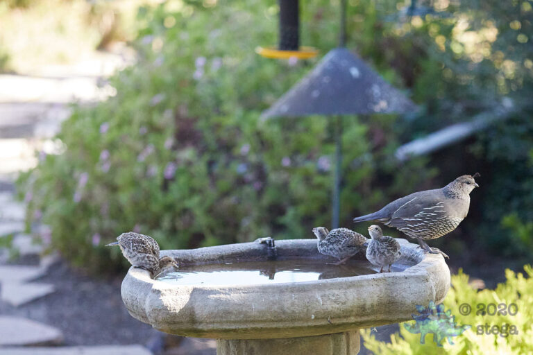 California Quail