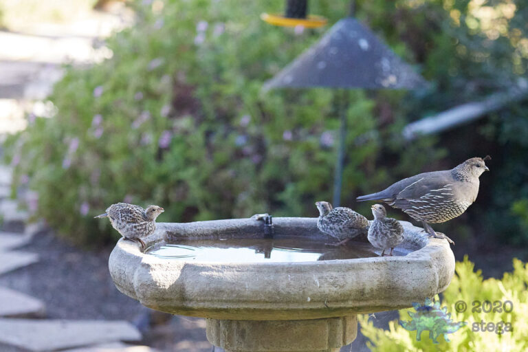 California Quail