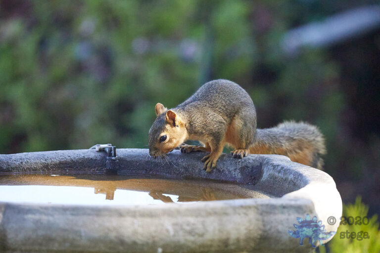 Fox Squirrel