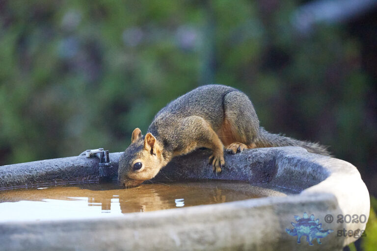 Fox Squirrel