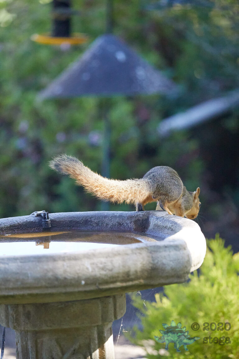 Fox Squirrel
