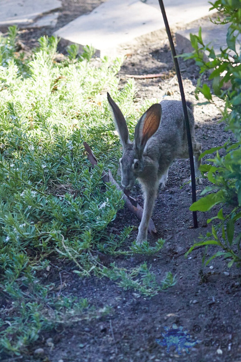 Western Hare