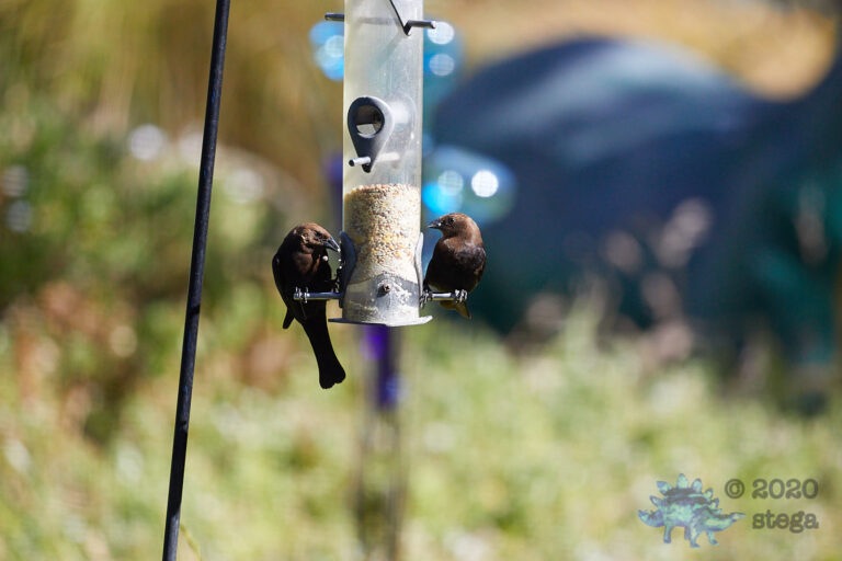 Brown-headed Cowbirds