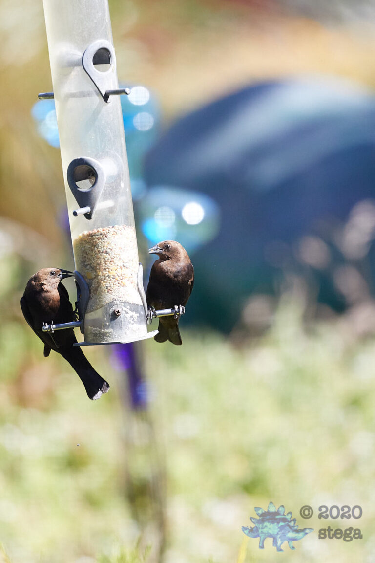 Brown-Headed Cowbirds