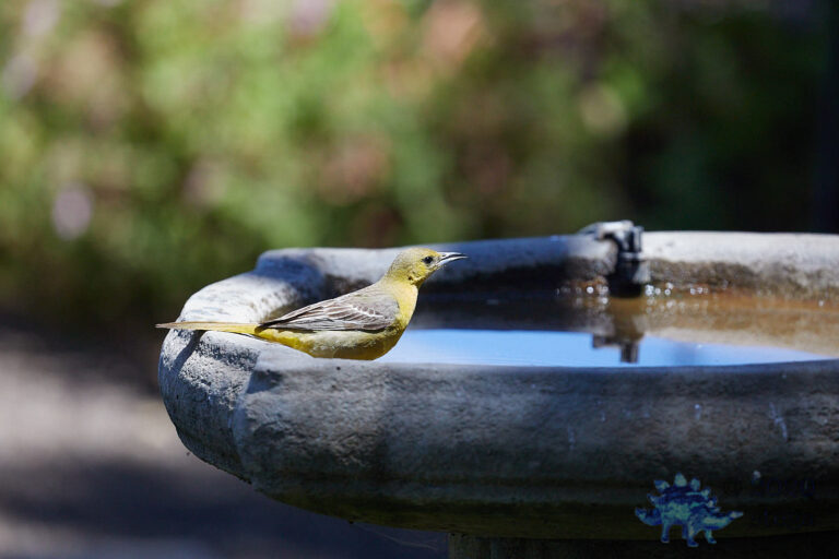 Bullock’s Oriole